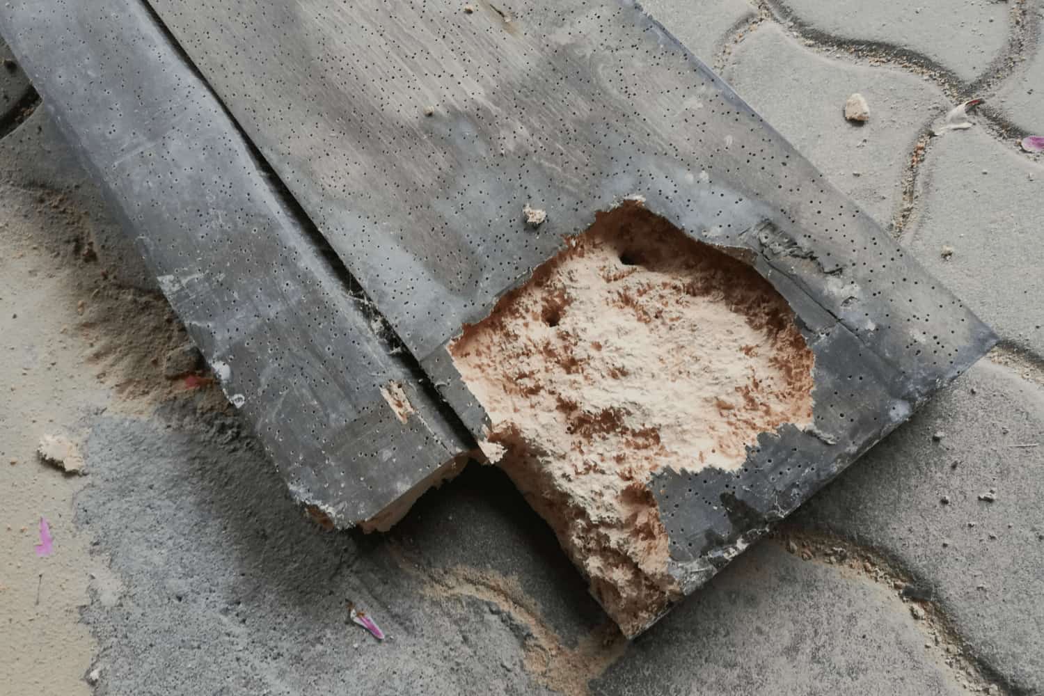 Schadbilder Nagekäfer Trittbrett